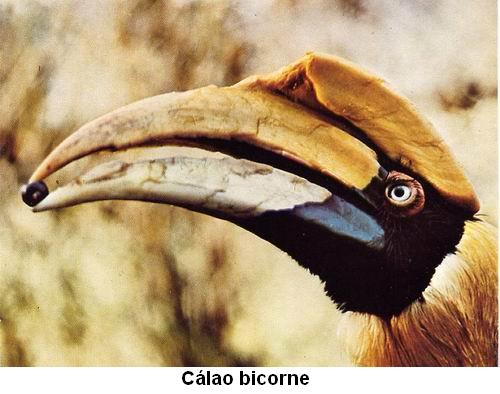 Cálao bicorne.jpg